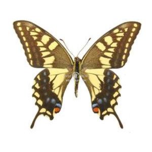 PAPILIO MACHAON HIPPOCRATES